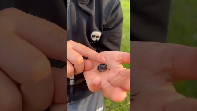 Жук-носорог. Ура, я его нашёл смотреть онлайн