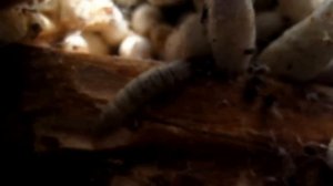 Как развести личинок восковой моли.  «Получения сырья для Огневки»