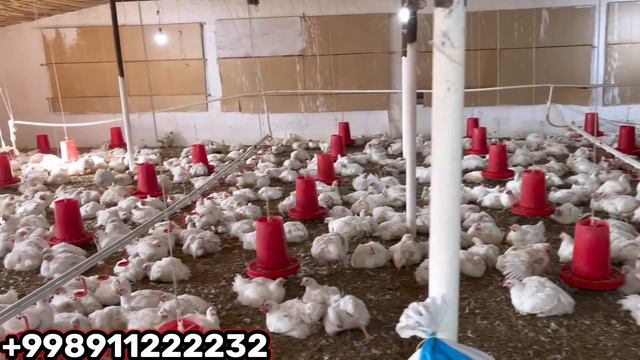 BROLER BOQUVCHI AKA BOR GAPNI AYTDI BROLER BOQISH BIZNESI смотреть онлайн