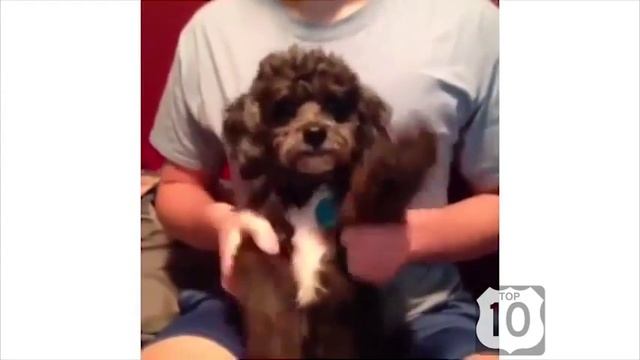 СМЕШНЫЕ СОБАКИ февраль ЛУЧШАЯ подборка СМЕШНЫХ видео с СОБАКАМИ смотреть онлайн