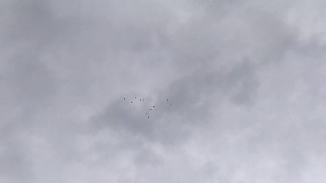 Полёт Бойных голубей 04.06.21 смотреть онлайн