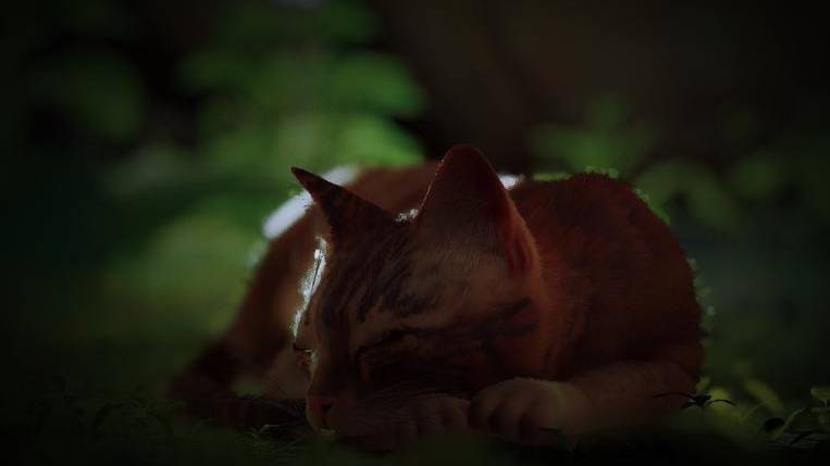 Stray смотреть онлайн
