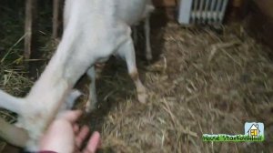 Лечение поноса у козы