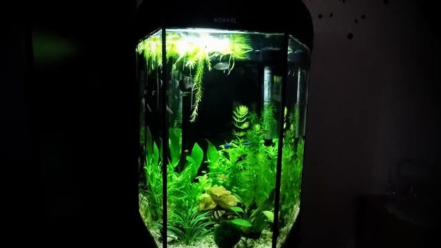 Aquael Hexagon 60 Litre Aquarium