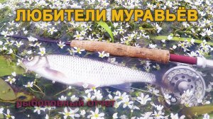 Рыболовный отчет. Любители муравьев. Ельцовая рыбалка на мушку "Муравей".