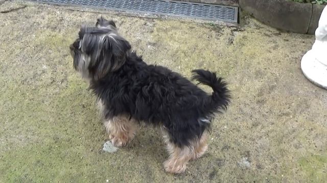 Спокойная жизнь в немецкой деревне! Quiet life in a German village! смотреть онлайн