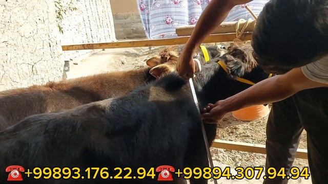 Yosh Buqalar Optim Joyidan Sõraganlarga Narhlar Ham Optim Bõldi