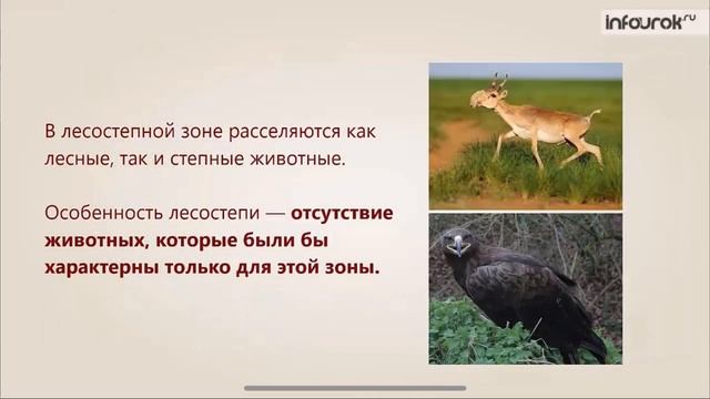 Видеоурок по предмету «Окружающий мир», тема «Лесостепи» смотреть онлайн