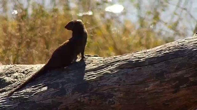 Djuma: Dwarf Mongoose - 10:24 - 07/26/20 смотреть онлайн