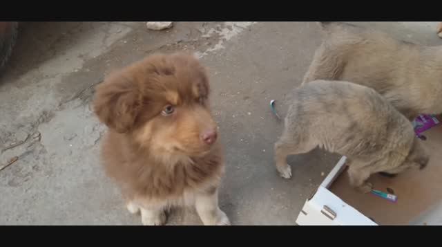 Самые преданные смотреть онлайн