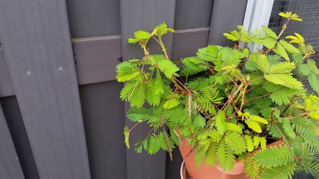 Mimosa Pudica(gevoelige Mimosa) смотреть онлайн