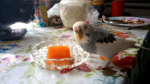 Попугай кушает тыкву. / Папуга їсть гарбуз. / A parrot eats a pumpkin. /앵무새는 호박을 먹는다. смотреть онлайн