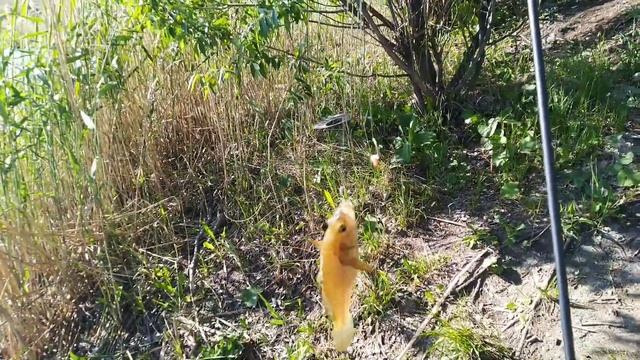 2 июня 2022 г. ,,Чак - Чак ,, сладость нравиться рыбе . смотреть онлайн