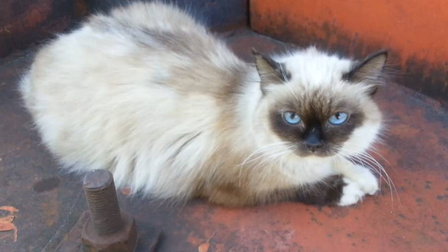 Добрая киса смотреть онлайн