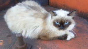 Добрая киса