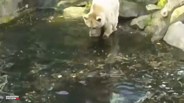 Это Нужно Видеть! Петух Уложил Лошадь! Эти Случаи С Животными 1 на Миллиард Удалось Снять На Камеру