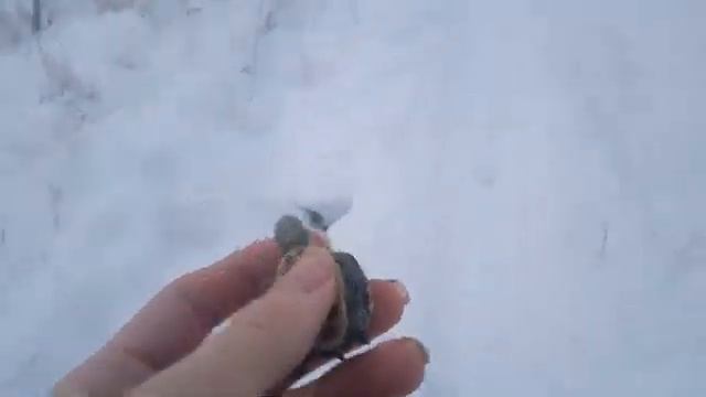 черепаха зимой смотреть онлайн