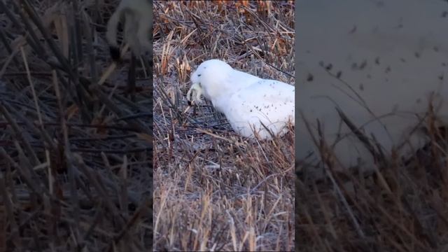 полярная сова ест ласку смотреть онлайн