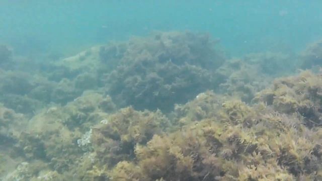 Большой Утриш. Прогулка, подводное видео. смотреть онлайн