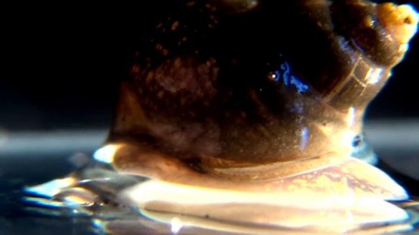 BITHYNIA TENTACULATA