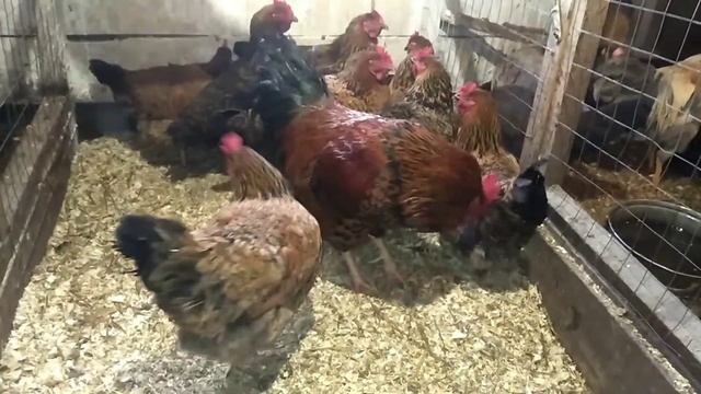 Кучинская юбилейная порода кур смотреть онлайн