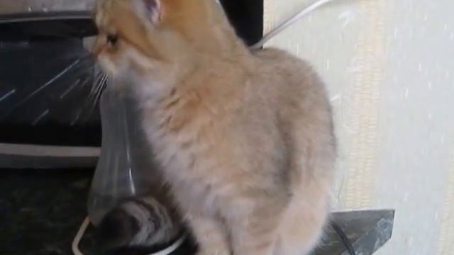 Золотая шиншилла Дюшес смотреть онлайн