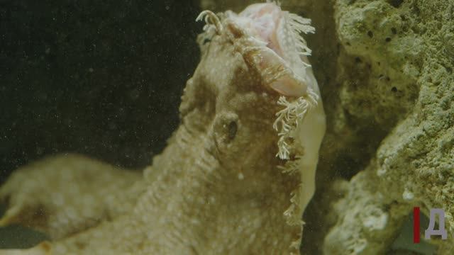 Бородатая акула на охоте. Воббегонг.