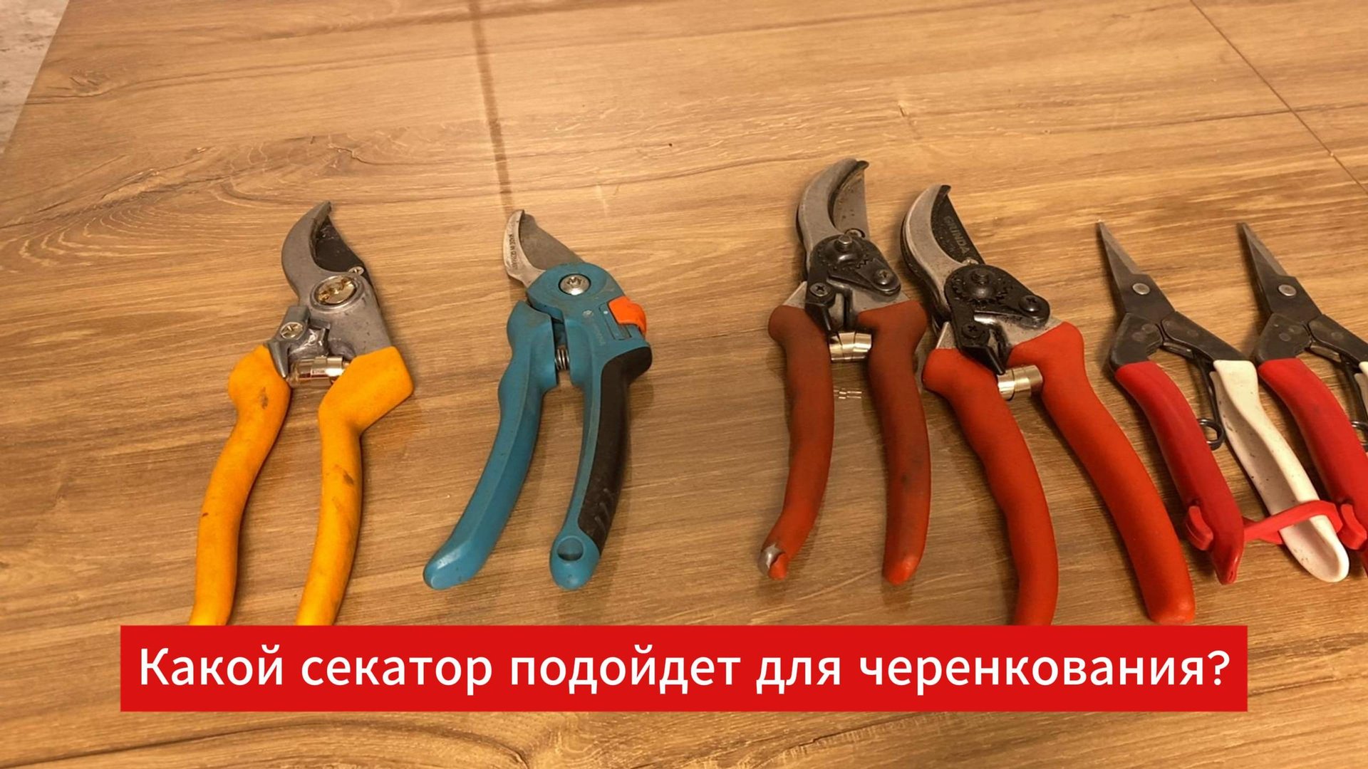 Лучший секатор для черенкования!