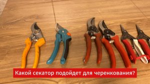 Лучший секатор для черенкования!