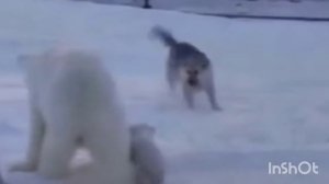 Ужас 😰 Собаки напали на медвежат мать их защищает