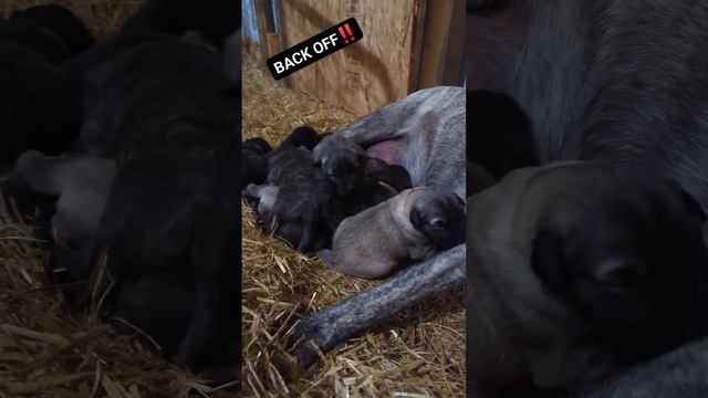 Very Protective Guard Dog Mom Protecting Puppies #puppies #puppy #dog смотреть онлайн
