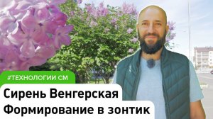 Сирень Венгерская, её преимущества и особенности формирования. #СадовыйЭксперт #ДенисСафронов