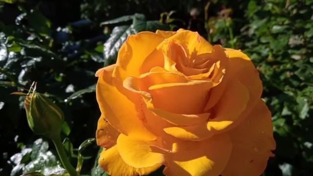 Публика уснула от моего шедевра смотреть онлайн