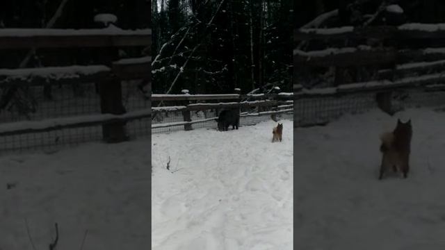Притравка :: Ирбис :: Клуб СУОМЕН смотреть онлайн