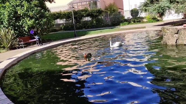 Жители дворца Долмабахче. Стамбул. смотреть онлайн