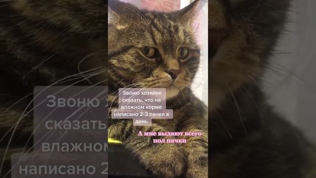 Грустный кот Миша смотреть онлайн