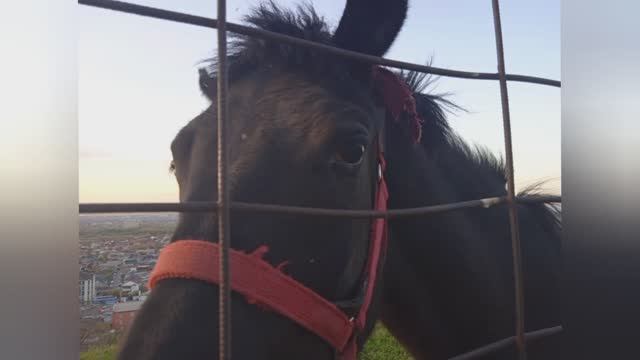 Это моя Родина и здесь мир и покой смотреть онлайн
