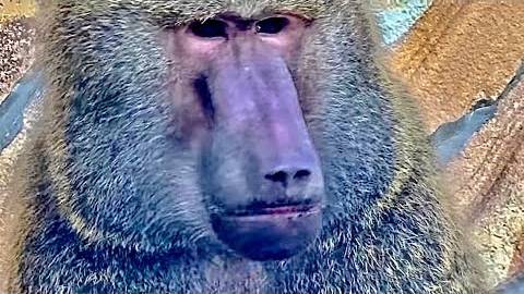 Мне РЕДКО бывает СТРАШНО, но тут тот случай! Олег Зубков заходит к огромному павиану Роки! смотреть онлайн