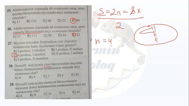 Biologiya DİM test toplusu Çoxalma,ontogenez Test izahı-19,20,21,25,26,27,28,29,37,38,39,40,41 смотреть онлайн