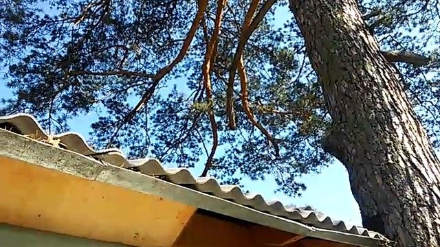 Полет белки смотреть онлайн