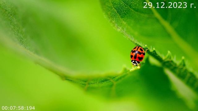 849 Орфо 29.12.2023 г смотреть онлайн