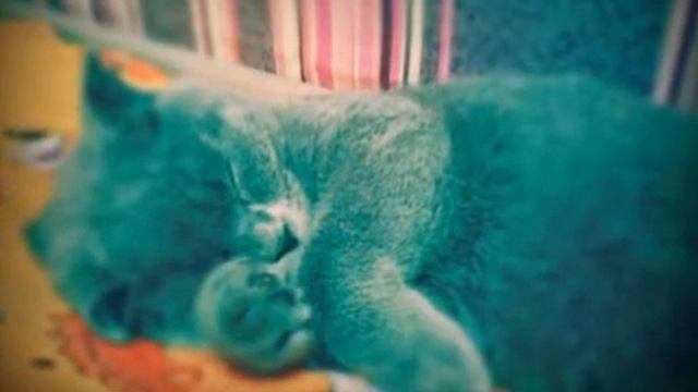 Моя кошка Василиса смотреть онлайн