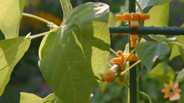 Thriving Design C BITE Plant Support Kit смотреть онлайн