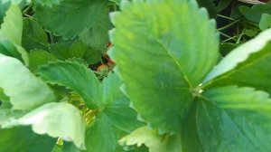 Клубника НАДИЯ- сладкая новинка 2022.Июнь 2023г.