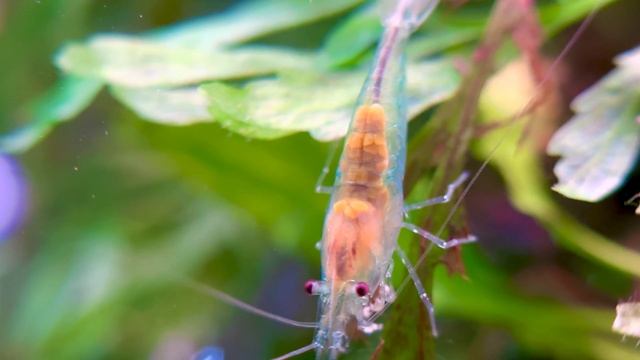 Blue jelly shrimp macro | 4K | смотреть онлайн