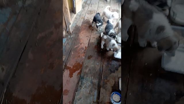 6 щенят смотреть онлайн