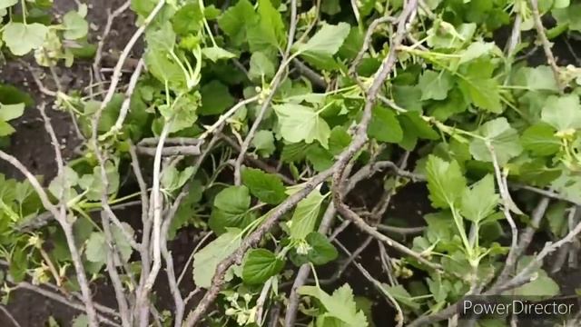 Славянск 24.04.23. Понедельник лёгкий день смотреть онлайн