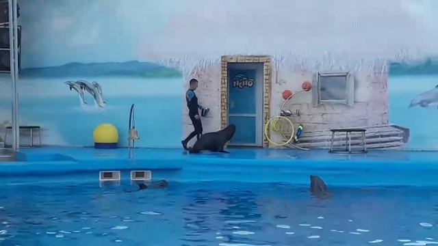 Дельфинарий Немо г. Бердянск смотреть онлайн
