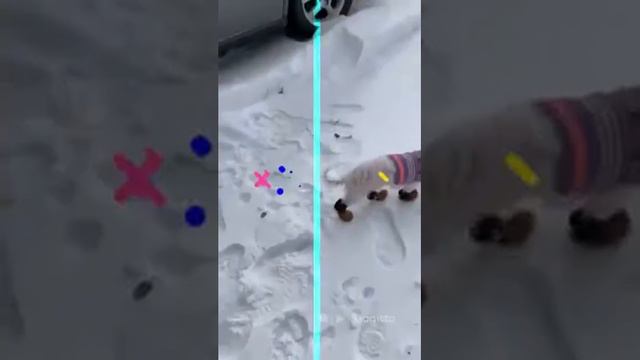 These boots are made for.... dogs? смотреть онлайн