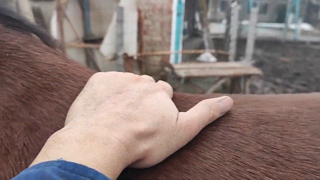 Жылкынын бооз-кысырын аныктоонун 10 жолу. смотреть онлайн
